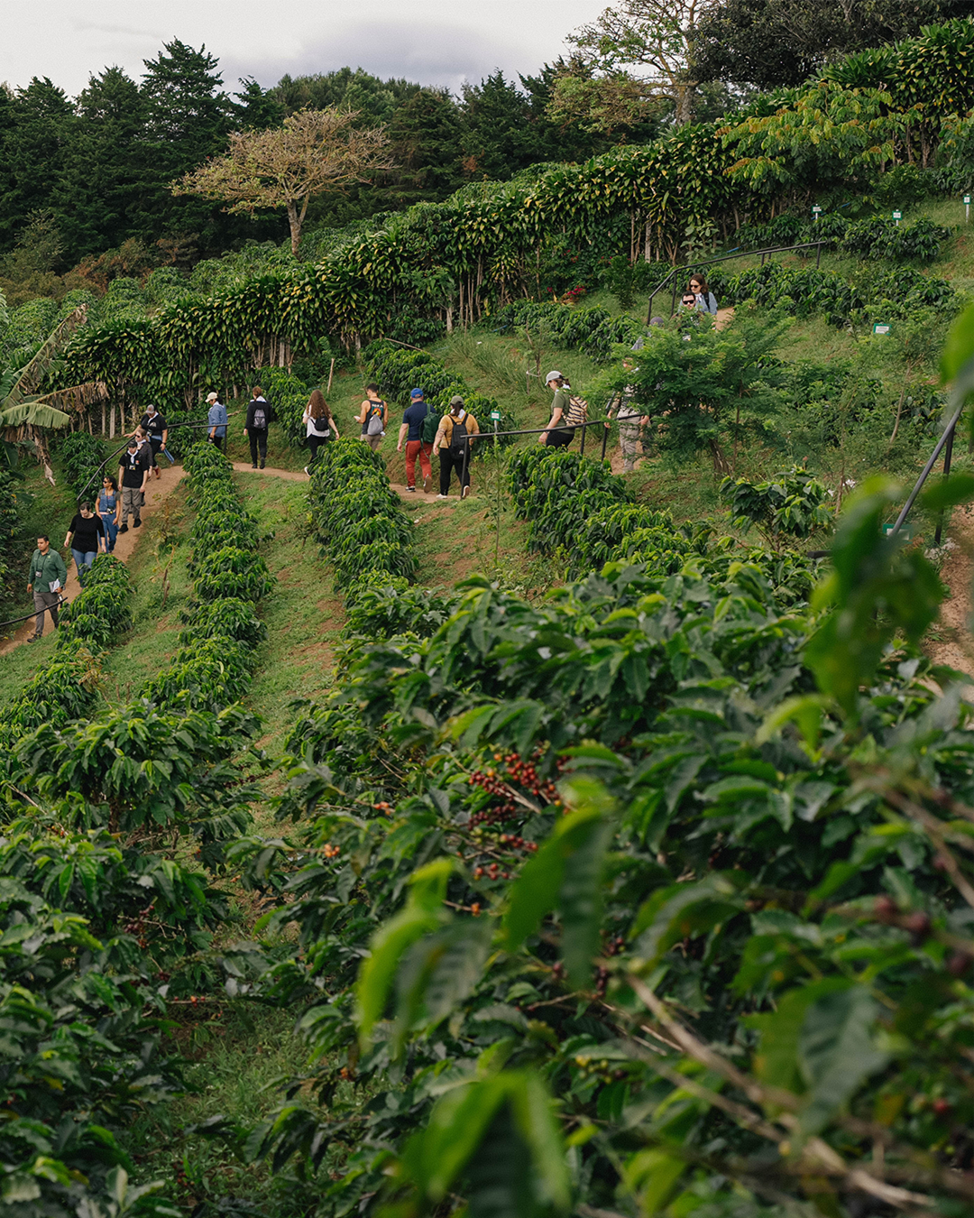 Coffee farm